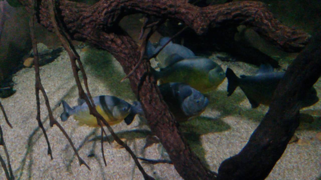 camera iphone 8 plus apk Piranhas no Aquário