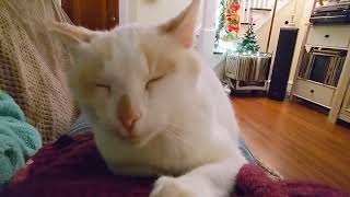 Nighty night, Christmas kitty 🎄 by Sasha & Bruno 106 views 5 months ago 52 seconds