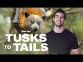 Understanding Bats: Nature's Unique Mammals