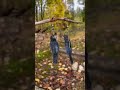 Korppikorvakorut