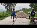 The young girl's flock of ducks rushed into the road, making it impossible for many cars to pass