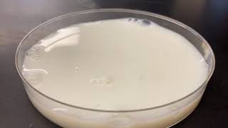 Milk Solubility Science   Gwen Quiroz & Cailyn Wright