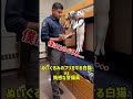 ぬいぐるみのフリをする白猫 vs 鈍感な警備員 #猫 #猫のいる暮らし #ねこ #猫 #猫のいる暮らし #ねこ #adorably #ショート動画 #cat #ショート動画 #猫のいる生活 #子猫