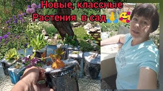 Чудесные многолетники и гортензии для сада🙏🥰❤!  В подарок от друга по ютубу 💕😁🤝🤝🤝