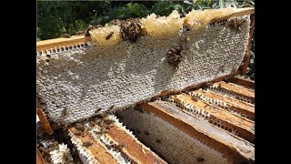 почему пчелы плохо работают на мед - часть 1 - у соседа много меда, а у меня мало
