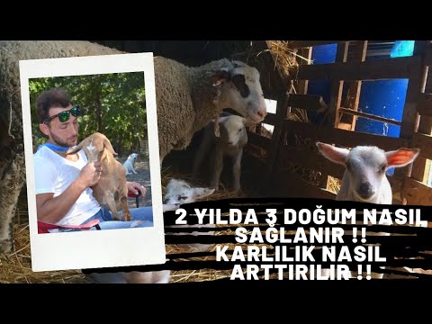 Hayvancılıkta Karlılığı Arttıran En Önemli Uygulama: 2 YILDA 3 DOĞUM NASIL SAĞLANIR !!