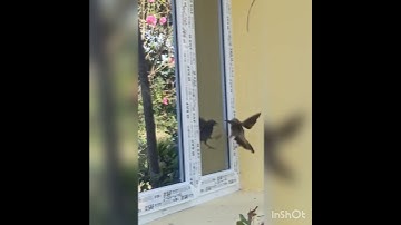 Bird Mirror Fight