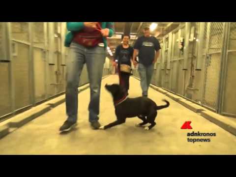 Video: Suggerimenti per il cane da back-to-school da un trainer