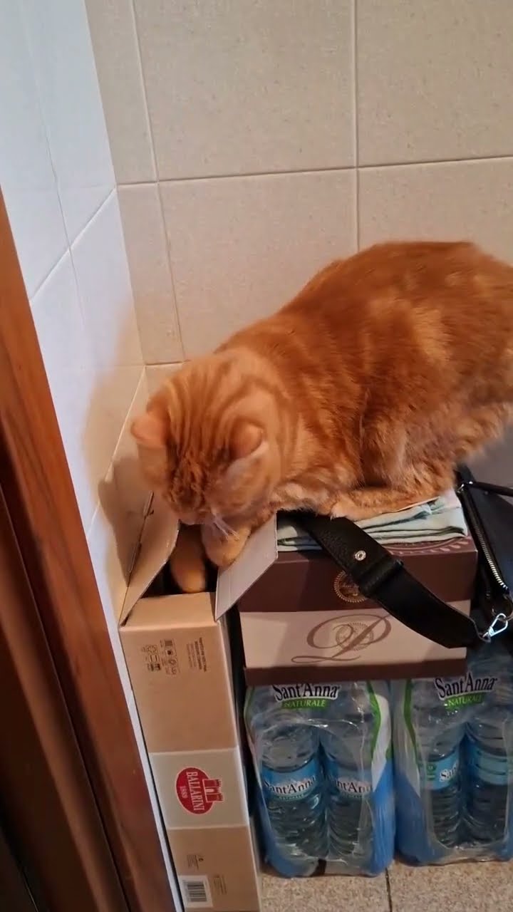 Curious Cat Dives Into Narrow Box || ViralHog