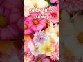 癒される「四季の花々」花言葉を添えて　#shorts #greeting #四季 #花 #華 #綺麗 #色鮮やか #癒し #美しい #ヒーリング #花言葉
