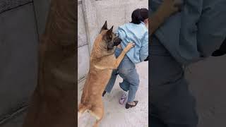 Loyal Dog Shows True Love and Bravery Protecting Its Owner Always