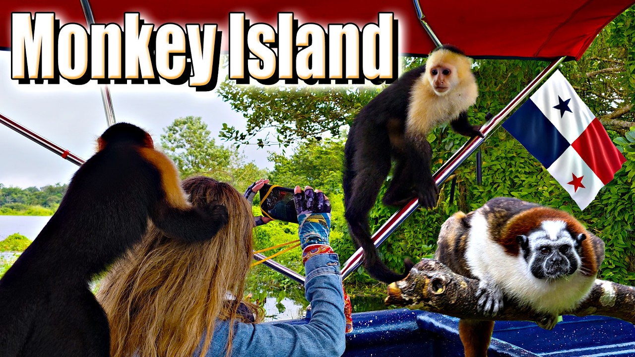 Дикая природа Панамского канала: ревуны, капуцины и тамарины.