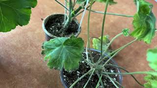 видео: РАСПАКОВКА ПОСЫЛКИ С ПЕЛАРГОНИЯМИ. 7 дней в пути. картинка: РАСПАКОВКА ПОСЫЛКИ С ПЕЛАРГОНИЯМИ. 7 дней в пути.