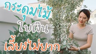 ต้นกระดุมไม้ใบเงิน ไม้ปลูกง่าย ดูแลไม่ยาก | อยู่กับบ้าน EP.8