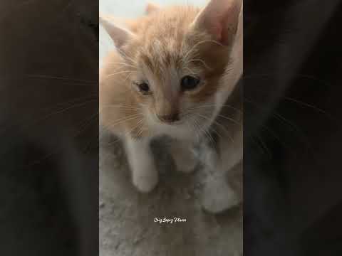 kitten #short #kitten #asmr #philippines #cute #satisfying #trending #crizlopezfitness
