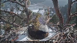 Morning with Shadow and Jackie FOBBV CAM Big Bear Bald Eagle Live Nest - Cam 1 \/ Wide View - Cam 2