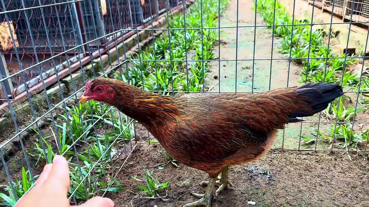 TRI ÂN AE NHAN DỊP ĐẦU NĂM 2026 TOP MAI MẼ CHUẨN…CO 🧧 LI XÌ..