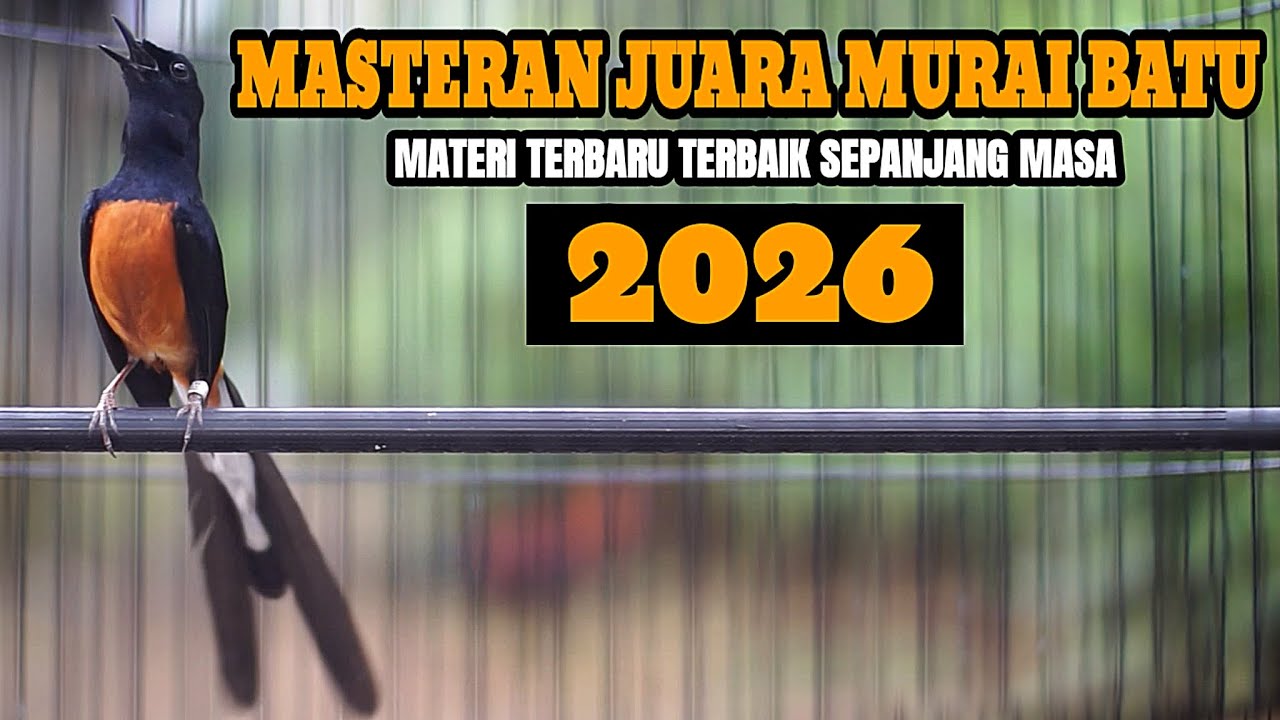 MASTERAN MURAI BATU BONGKAR MATERI TERBAIK SEPANJANG MASA 100% AMPUH BUAT ISIAN MURAI BATU MANAPUN
