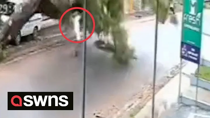 Man narrowly escapes injury after GIANT tree falls on top of him | SWNS