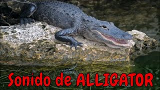 Sonido de alligator