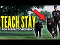 EASILY Teach STAY To Your Cane Corso WORKS EVERYTIME!