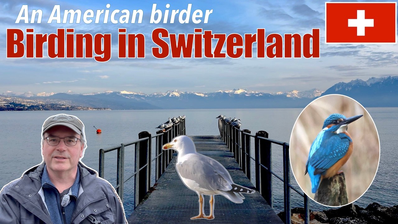 Наблюдение за птицами в прекрасной Швейцарии - Часть 1