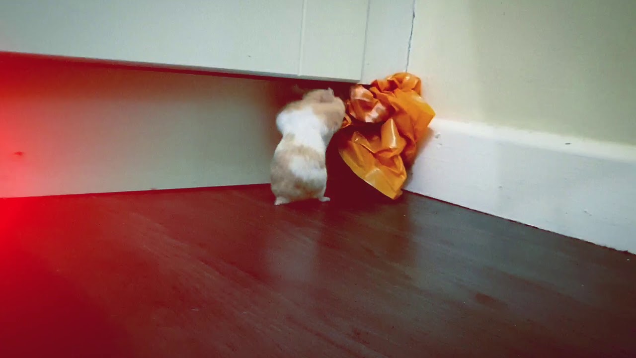 Hamster goes to Sainsbury's. YouTube
