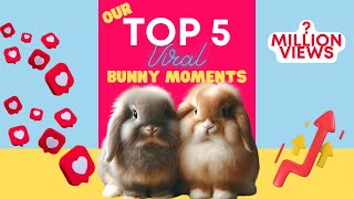 Compilation: Viral Rabbit Videos by Bella & Blondie Bunny Rabbits 1,108 views 1 month ago 1 minute, 27 seconds