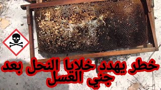 خطر يهدد خلايا النحل بعد  فرز العسل