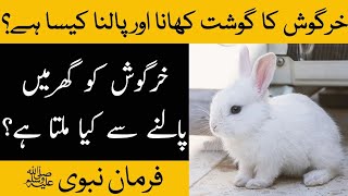 what is it like to eat and raise rabbit meat | Rabbit breeding | Rabbit burrows