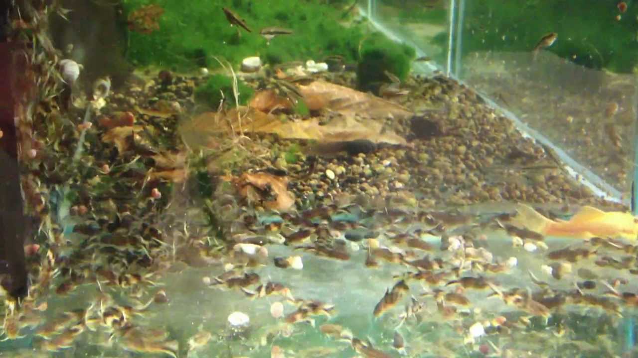 Breeding Synodontis Petricola
