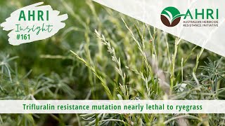 AHRI Insight 161 - Trifluralin resistance mutation nearly lethal to ryegrass