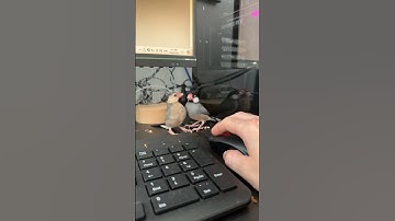 Our first video :) meet our 2 Java finches