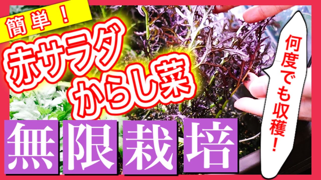 Infinite cultivation! Easy! Red salad mustard greens] We will