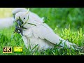 Relaxing Video #1 Bird Watching | Australian Wildlife 4K