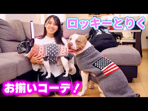 犬用品 犬服 ちょこ太郎 りくちゃん