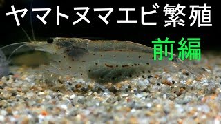 ヤマトヌマエビ繁殖 前編 Youtube