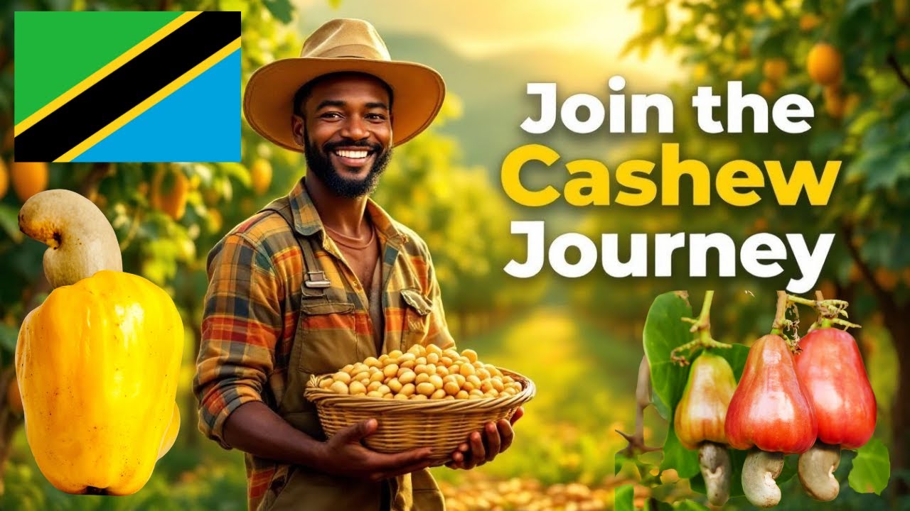 Still from Tanzania Cashew 2024 - Come and Join Us for a Cashew farm Visit!