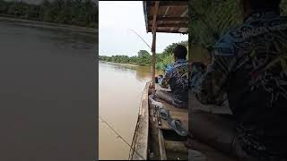 Download Lagu Disanbka udang gala ternyata anak baung. MP3