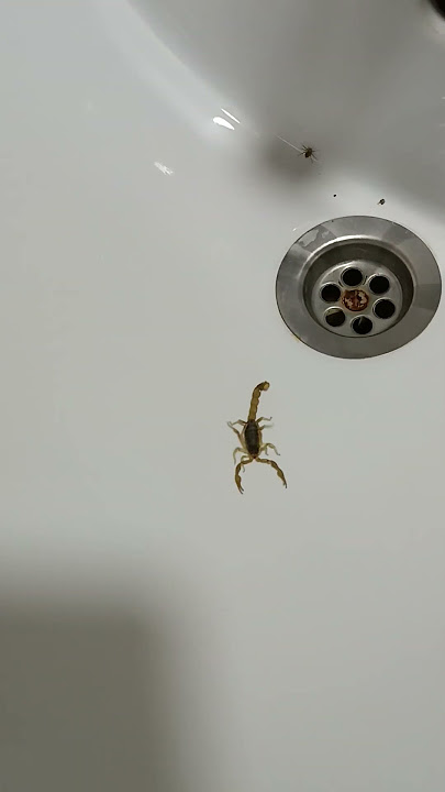 #scorpio #scorpion my hause socorpion