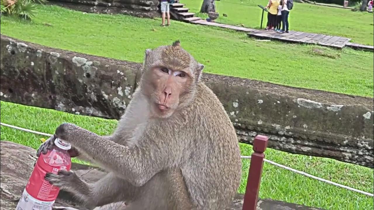 Some monkeys. Some monkeys