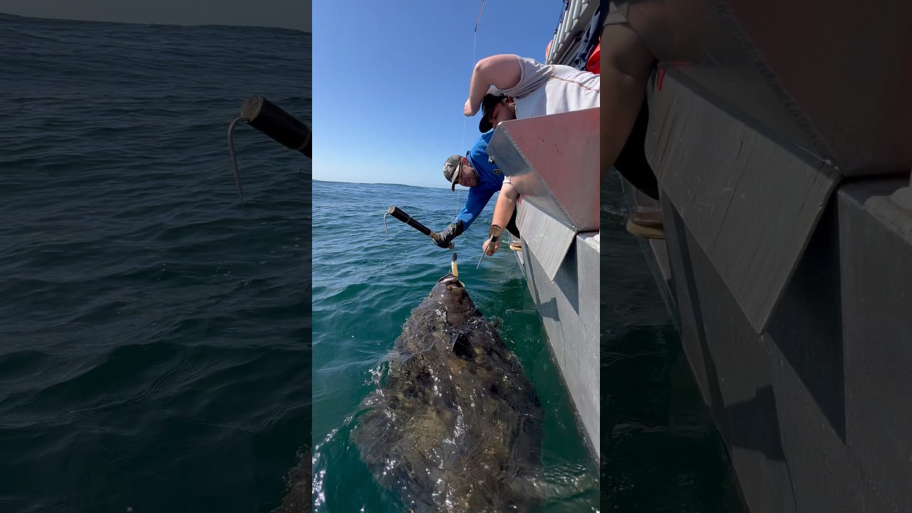 Big halibut coming on board 