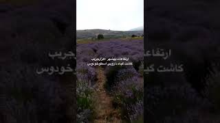 مزارع اسطوخودوس در ارتفاعات هزارجریب بهشهر-مازندران -ایران