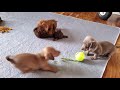 Dachshund Puppies Playtime