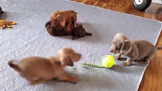 Dachshund Puppies Playtime