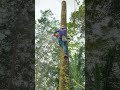 #treecutting #chainsaw #treeremoval #shortvideo #viralshortvideo #ytshorts