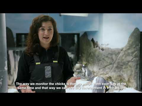 New Gentoo Penguin Chicks at SEA LIFE Sydney Aquarium