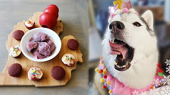 DIY Dog Treats | Homemade Dog Treats | SNACKS with the SNOW DOGS - YouTube