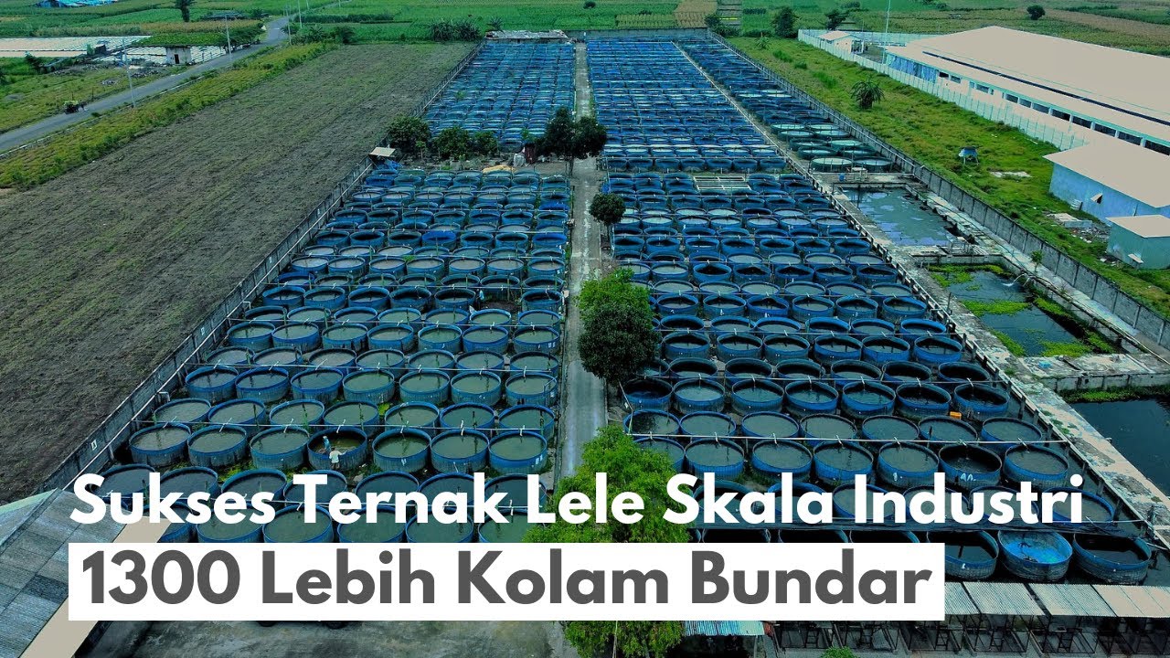 Ternak Lele Kolam Bundar Skala Industri, 1370 Kolam Bundar di 2 Lokasi
