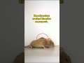 Experimenters Paralyzed These Mice on Purpose 💔🐭